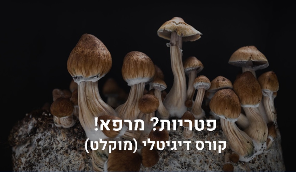 מטפלים, בואו להיות בחוד החנית בטיפול עם פטריות מרפא. היכרות עם עולם הפטריות, מנגנוני פעילות הפטריות, שילוב פטריות לפי פתולוגיות.